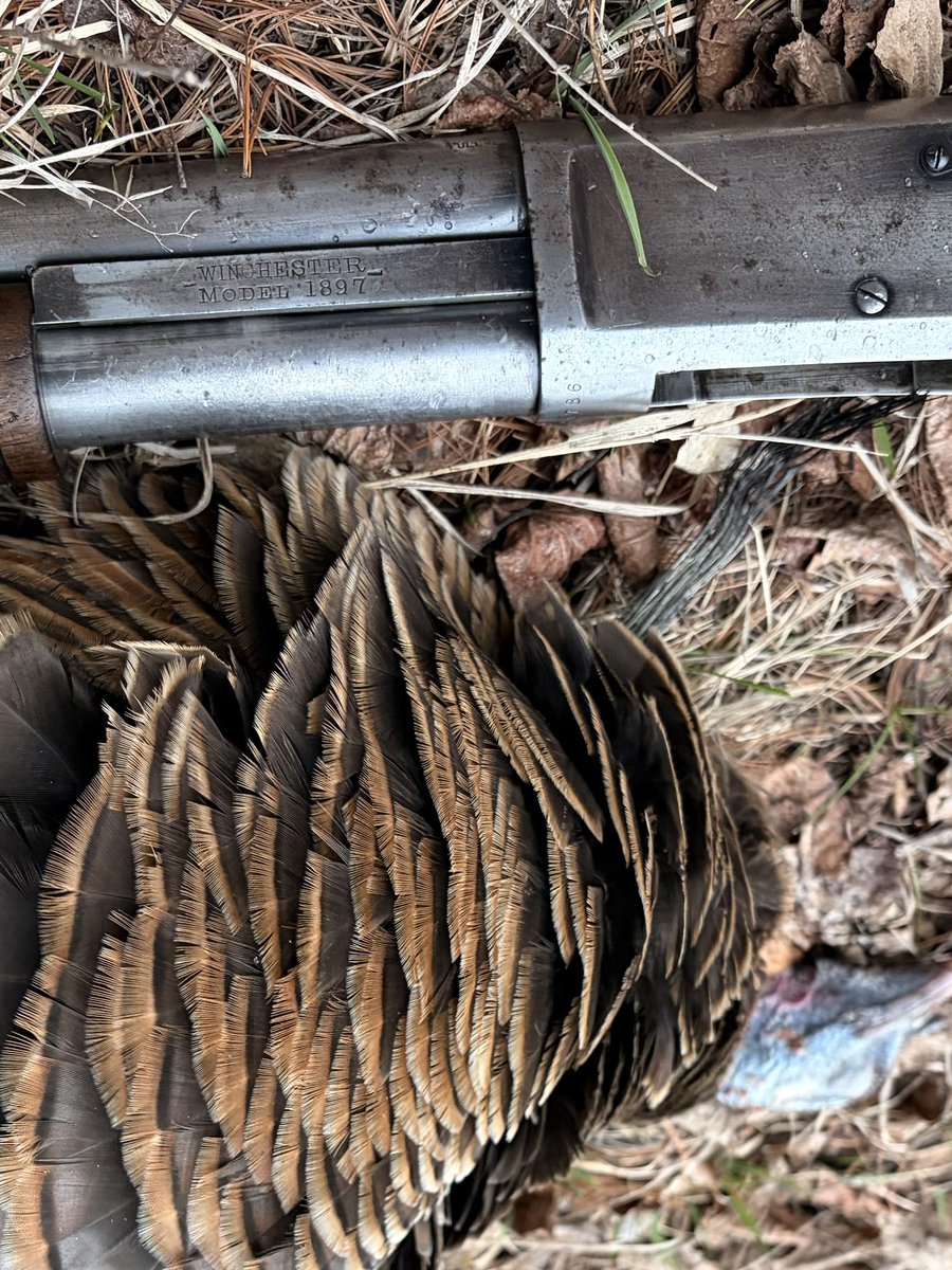 Ryanb0ll's tweet photo. Wild 
Turkey https://t.co/Ul9l8BsHlu
