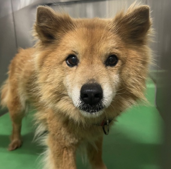 迎えを待ってます😟お心当たりのある方、教えてあげて🙏
aomori-animal.jp/01_MAIGO/Shuyo…
#青森県  北津軽郡  中泊町  中泊町薄市  4/17収容~1週間程💦
#茶色の中型犬  赤い首輪  チェーン付  #迷子犬 #迷い犬
五所川原市  つがる市   飼い主様・関係者以外の連絡不可です。