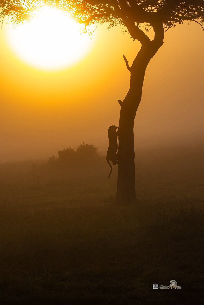 anEMDN_com's tweet image. 7th day, morning trip, Masai Mara, 1st batch. 
اليوم السابع، جولة صباحية، مساي مارا، المجموعة الأولى. 
#Kenya #MasaiMara #Wildlife #Nature #silhouette  290126. 
P1
