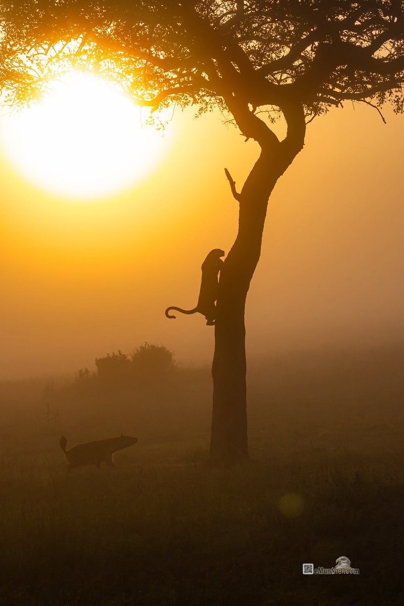 anEMDN_com's tweet image. 7th day, morning trip, Masai Mara, 1st batch. 
اليوم السابع، جولة صباحية، مساي مارا، المجموعة الأولى. 
#Kenya #MasaiMara #Wildlife #Nature #silhouette  290126. 
P1