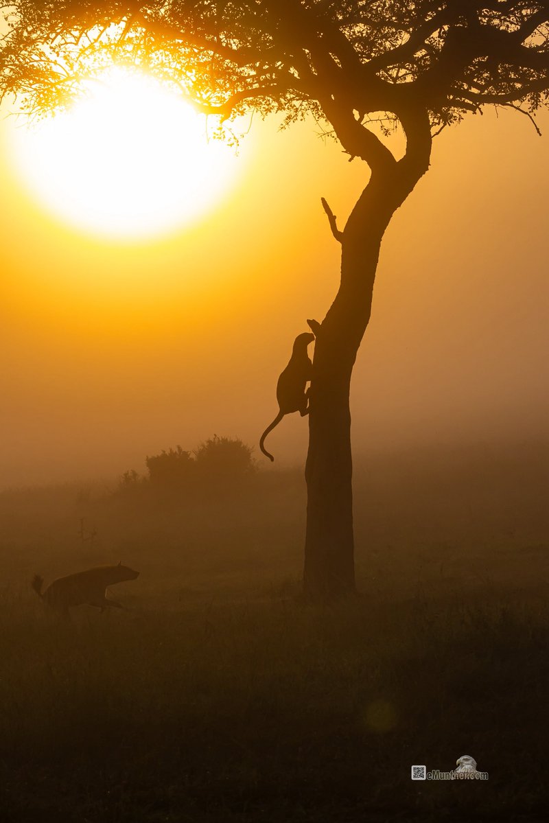 anEMDN_com's tweet image. 7th day, morning trip, Masai Mara, 1st batch. 
اليوم السابع، جولة صباحية، مساي مارا، المجموعة الأولى. 
#Kenya #MasaiMara #Wildlife #Nature #silhouette  290126. 
P1