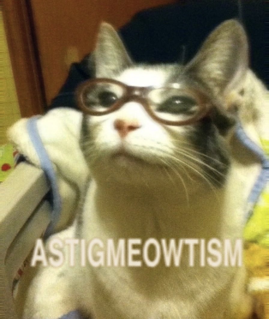 cat memes (@hardcatmemes) on Twitter photo 