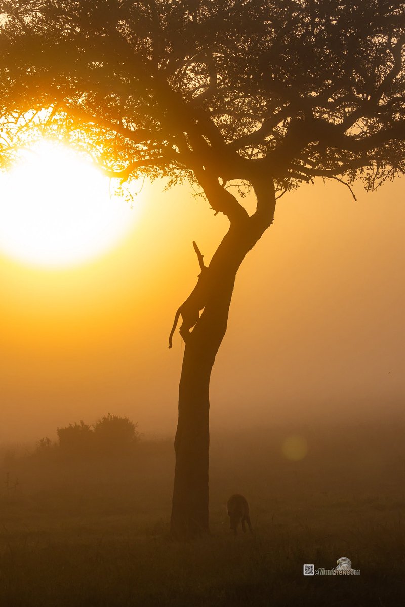 anEMDN_com's tweet image. 7th day, morning trip, Masai Mara, 1st batch. 
اليوم السابع، جولة صباحية، مساي مارا، المجموعة الأولى. 
#Kenya #MasaiMara #Wildlife #Nature #silhouette  290126. 
P2