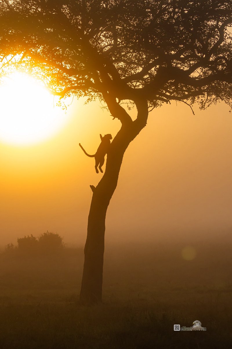 anEMDN_com's tweet image. 7th day, morning trip, Masai Mara, 1st batch. 
اليوم السابع، جولة صباحية، مساي مارا، المجموعة الأولى. 
#Kenya #MasaiMara #Wildlife #Nature #silhouette  290126. 
P2