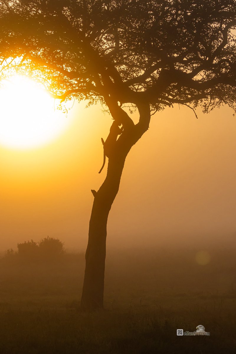 anEMDN_com's tweet image. 7th day, morning trip, Masai Mara, 1st batch. 
اليوم السابع، جولة صباحية، مساي مارا، المجموعة الأولى. 
#Kenya #MasaiMara #Wildlife #Nature #silhouette  290126. 
P2