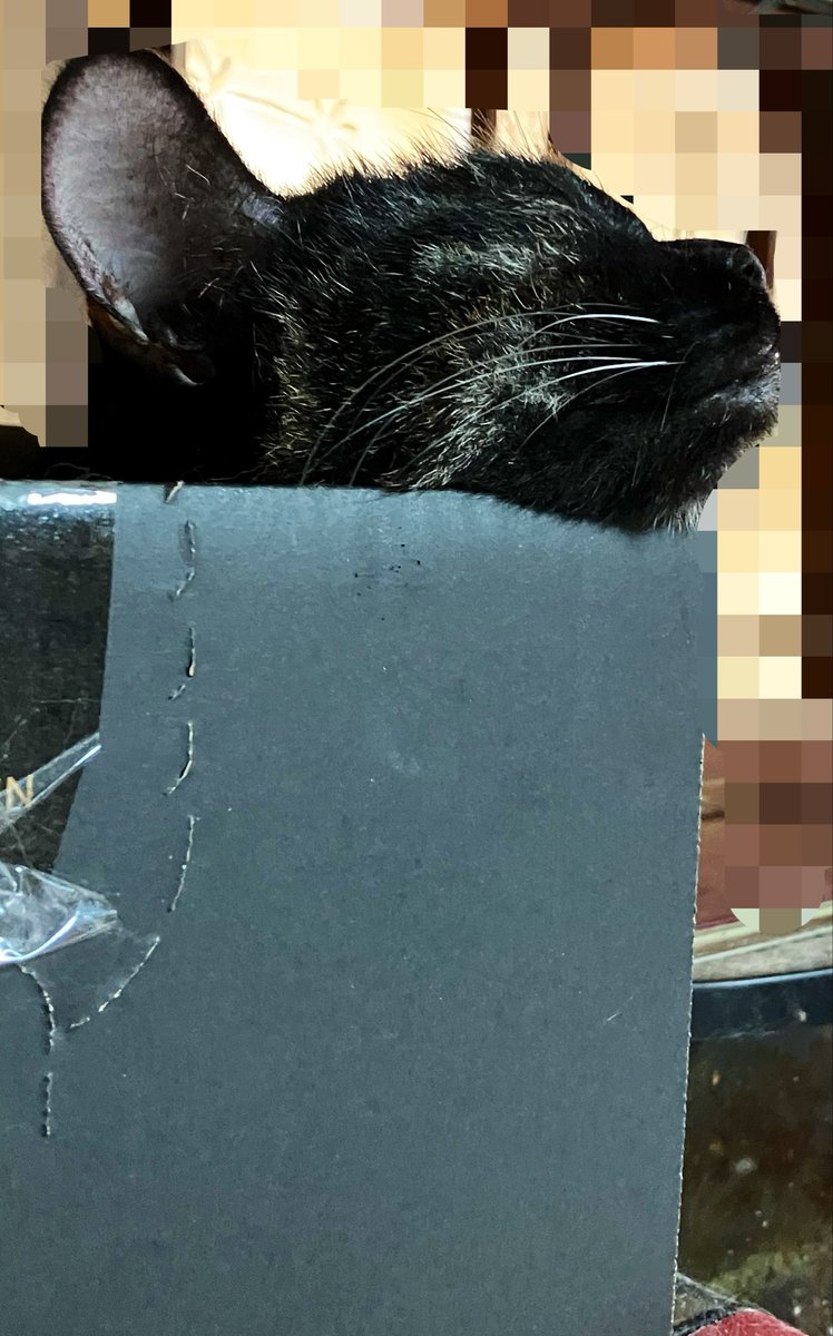 emi3nya's tweet photo. ねむ〜！！

ZOZOの箱📦

#猫好きな人と繋がりたい 
#保護猫
#サビ猫 https://t.co/vF1tsSYFpU