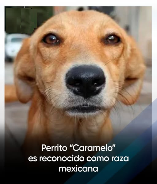 Vital_MX's tweet image. Si ven un perro de este tipo por la calle, están ante un raza pura mexicano. Es la raza "Caramelo" y es oficial.
❤️🐕🐶🇲🇽

#México #Perros #Dog #BuenasTardes #Teotihuacán #PRIAN_Traidores_A_La_Patria #Maru_Campos #Injerencismo #Cuidado_Con_El_Oraguntán #SEDENA #SEMAR #Sheinbaum