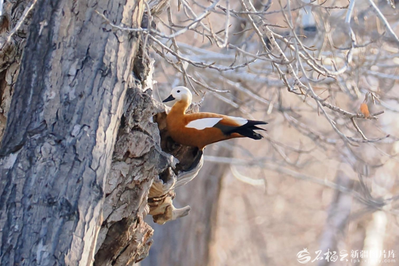 Talkwith_Alex's tweet image. Ruddy shelducks were spotted nesting in a tree hollow in Burqin, Xinjiang—a rare behavior for waterfowl that usually nest near water. The sight highlights their adaptability in a diverse local ecosystem. #Xinjiang #Wildlife #Birdwatching