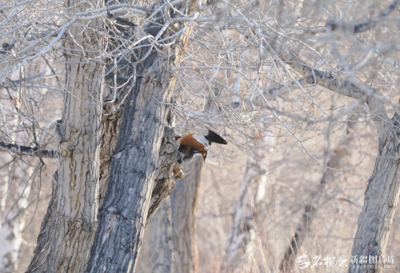 Talkwith_Alex's tweet image. Ruddy shelducks were spotted nesting in a tree hollow in Burqin, Xinjiang—a rare behavior for waterfowl that usually nest near water. The sight highlights their adaptability in a diverse local ecosystem. #Xinjiang #Wildlife #Birdwatching