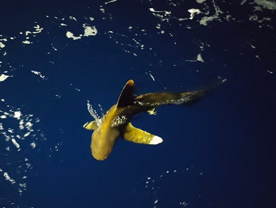 ハビタブル日本 (Habitable Japan) tweet media