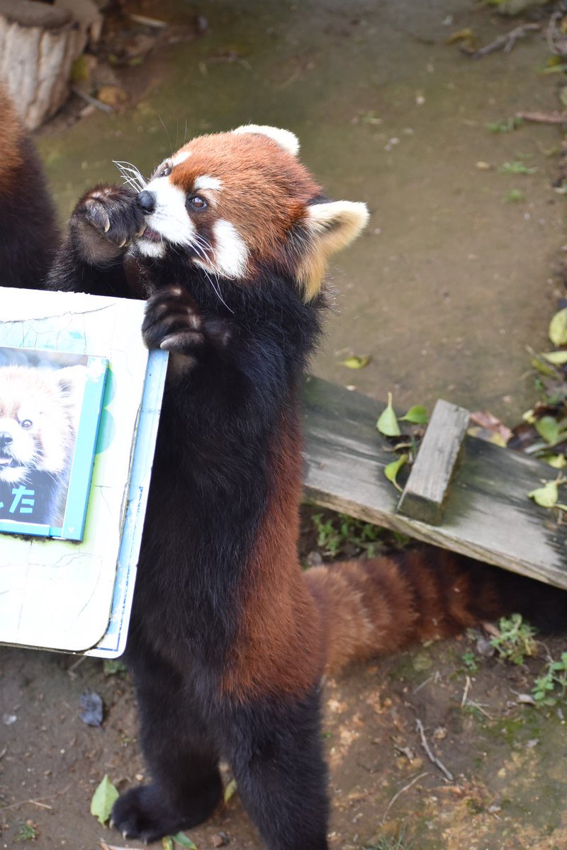 いつも先をこされるアケビちゃん盛この日は もらえたよ #かんた #アケビ #レッサーパンダ #西山動物園 https://t.co ...