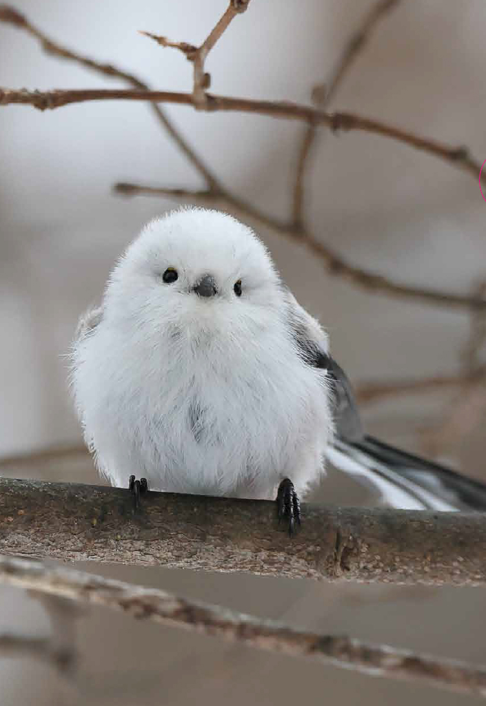 ぼく、シマエナガ。 tweet media