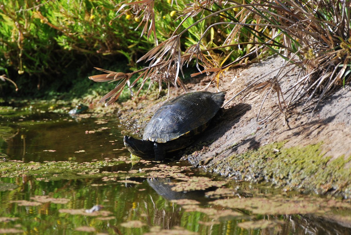 Hi im Rune tweet media