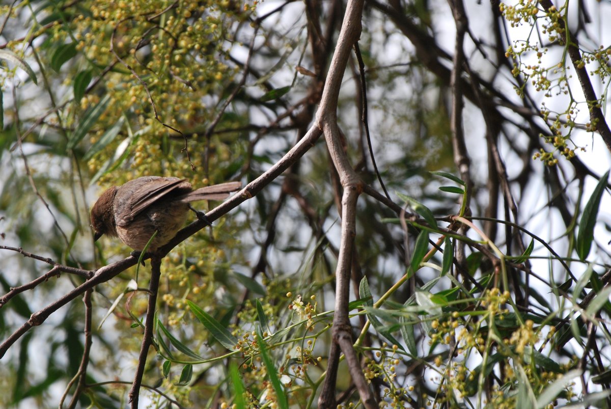 Hi im Rune tweet media