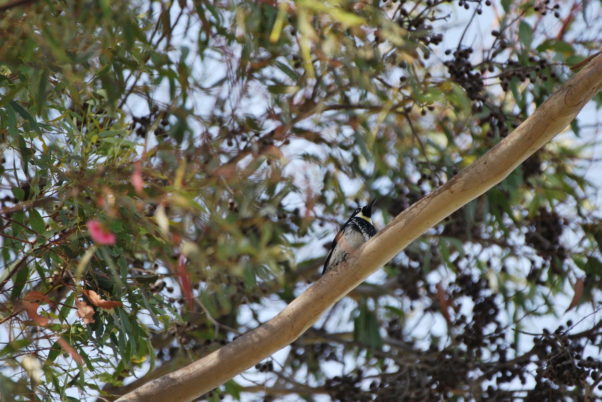 Hi im Rune tweet media