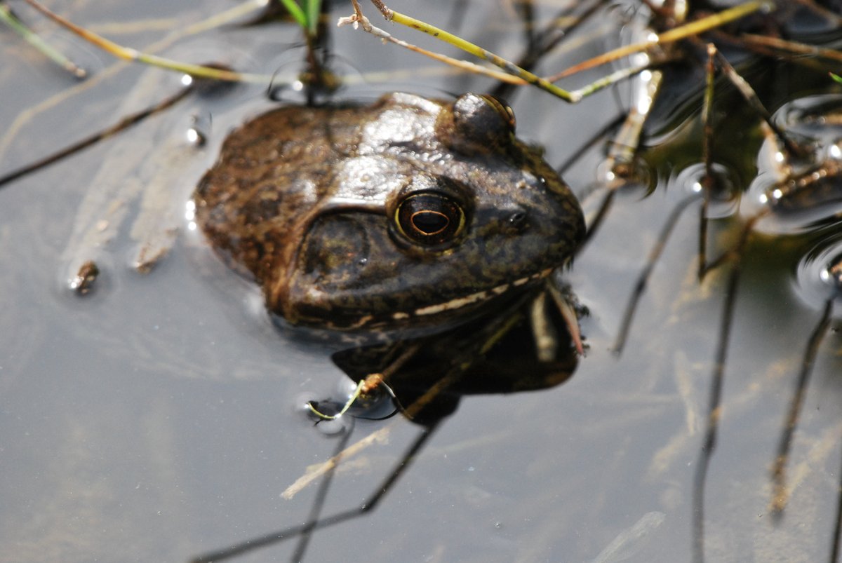 Hi im Rune tweet media