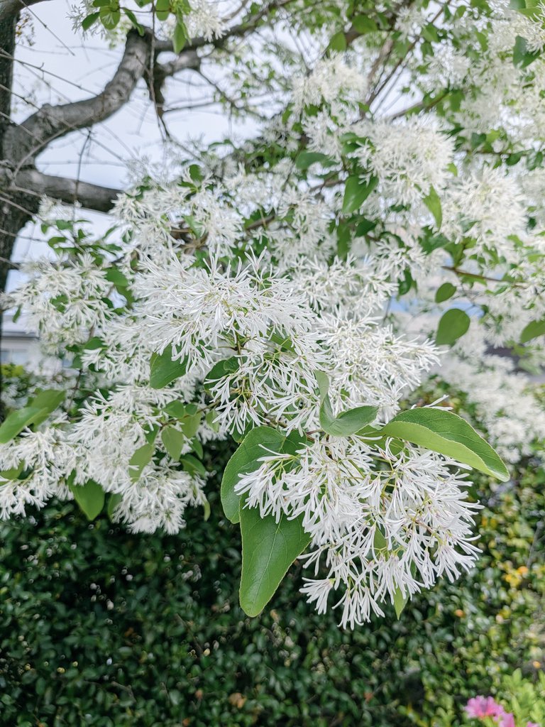 (へほ)heho.sommeröl tweet media