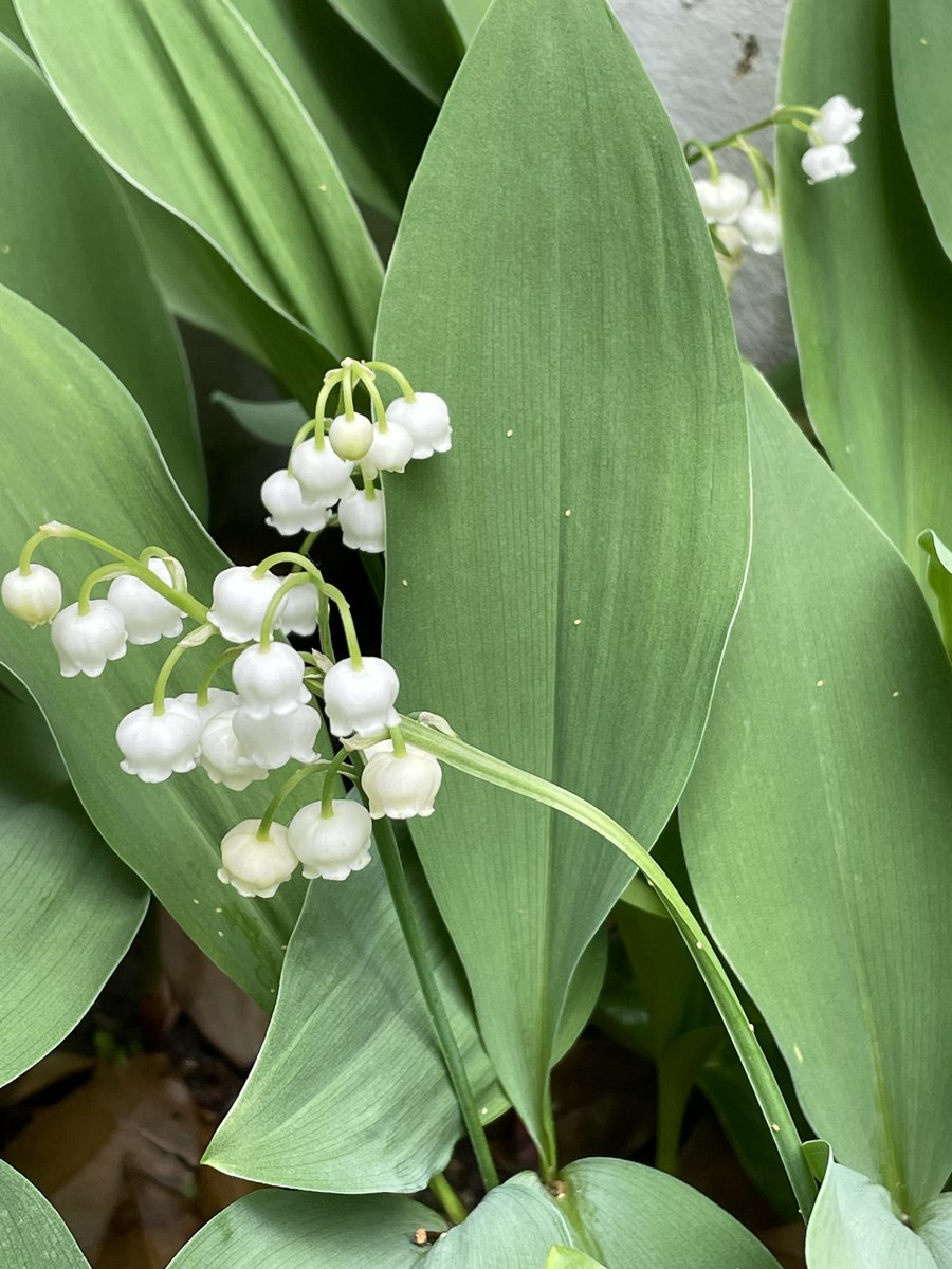 かがみほ tweet media