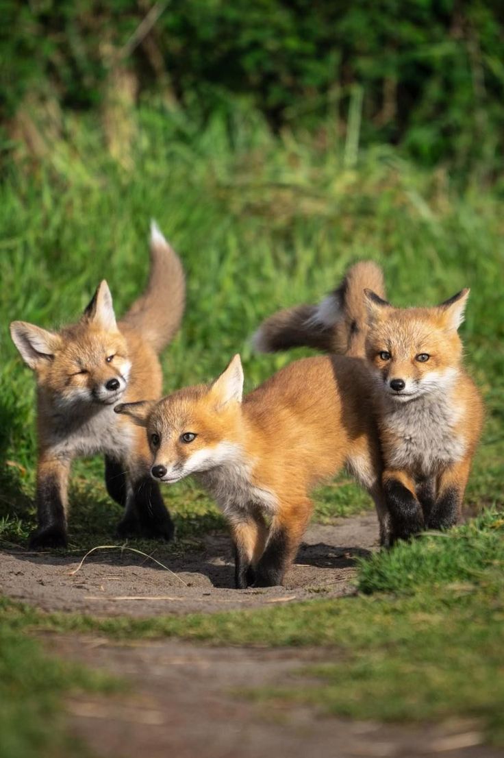 vivaneil tweet media