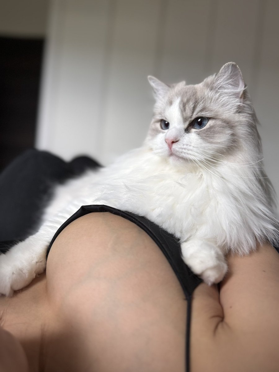 yomecats's tweet photo. https://t.co/xj1q0LitnO