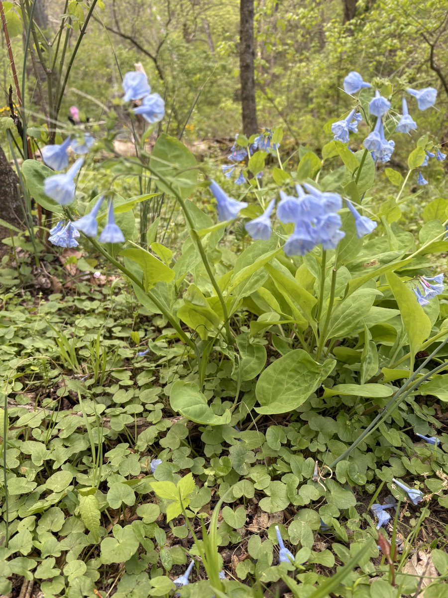 Marie 🪭 tweet media