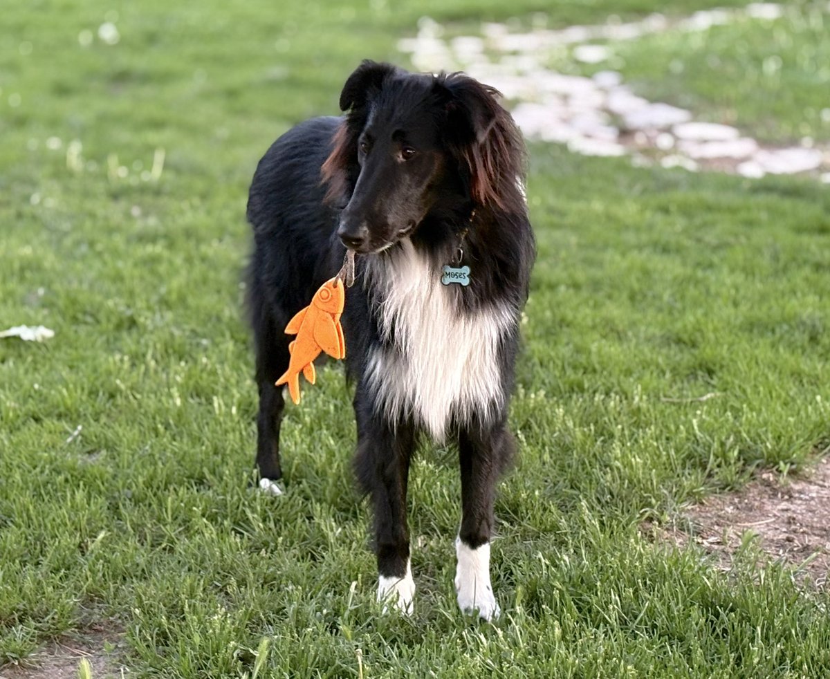 WilmaBenton19's tweet image. Does anybody want to go fishing with me? 🐠 
#dogsofx #dogsoftwitter