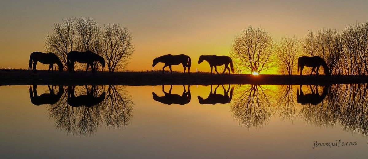 JBMEquiFarms's tweet image. Tonight's view from the dugout 

#mbwx #Manitoba #horses #mybackyard #reflections