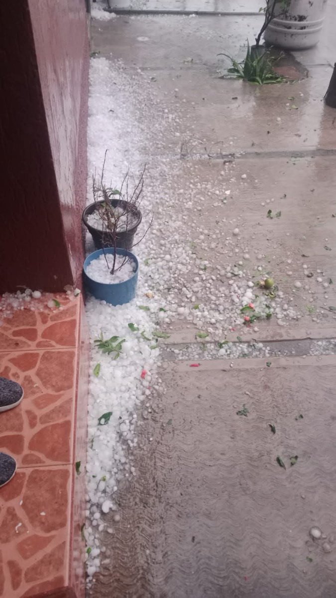 OdonJesus's tweet photo. Saque mis plantas porque @nelvaldez dijo que iba a llover normal pero lamentablemente el granizo me dejó sin plantas. No vuelvo a confiar en este vende humo 😭😭😭 https://t.co/nIZ17JFeLa