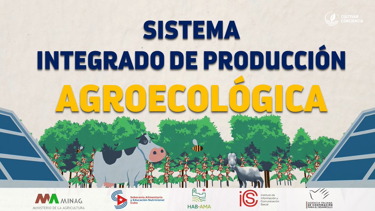 Un SIPA no es un sueño romántico. Es una cadena exigente que requiere diseño, trabajo y ciencia aplicada. Pero ofrece suelos vivos, alimentos sin químicos, independencia de insumos caros y una verdadera solución al cambio climático desde el campo.
#AgriculturaCubana