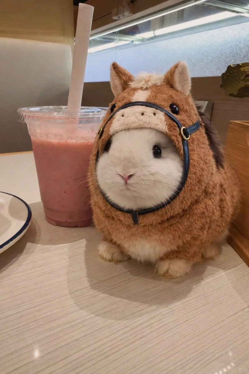 Why you should have a rabbit tweet media