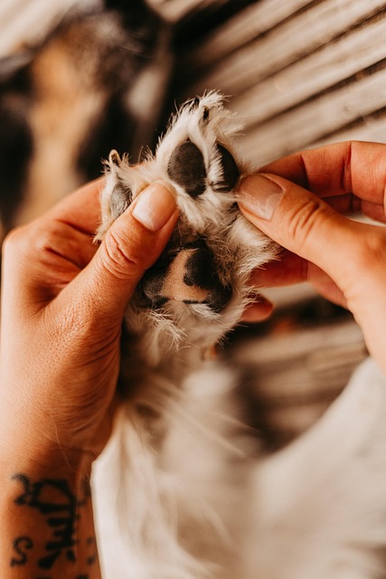 Gertrude Stevenson tweet media