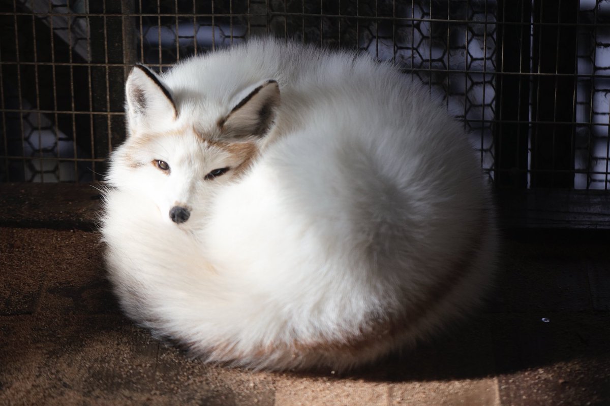 狐仙人乃弟子 トコノ オルタ tweet media