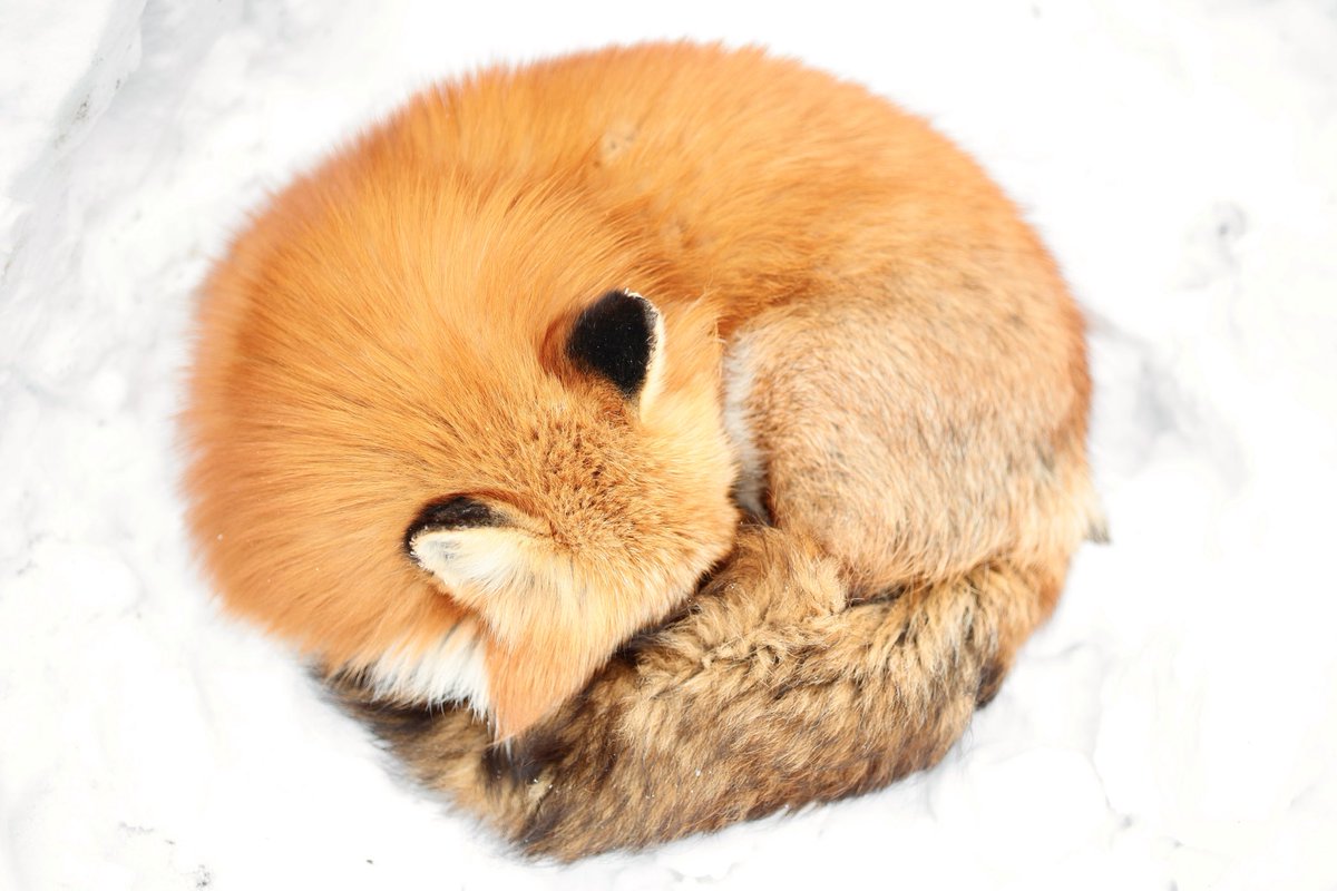 狐仙人乃弟子 トコノ オルタ tweet media