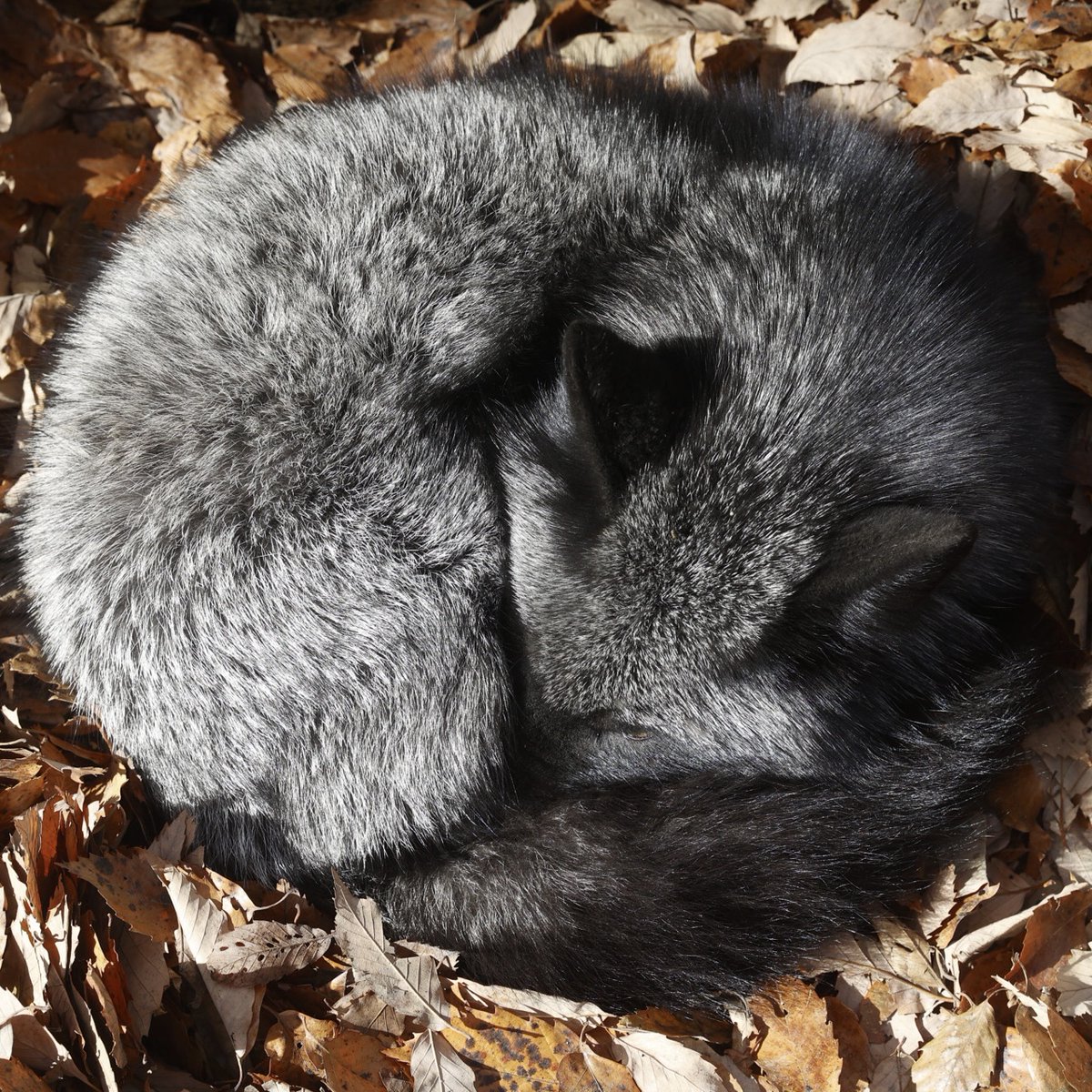 狐仙人乃弟子 トコノ オルタ tweet media