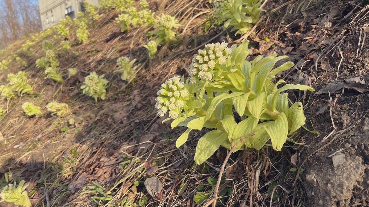 月弥（つくみ） tweet media