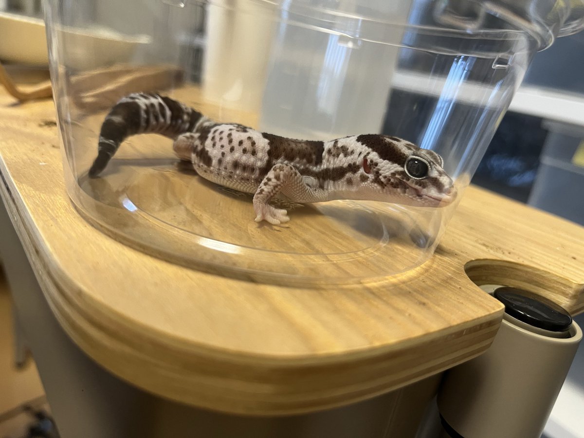 StarsGecko's tweet photo. 掃除中の避難場所🏟️
かわいい👀目してます
#ニシアフリカトカゲモドキ
#ニシアフ
#オレオ https://t.co/DFzgwuK30R