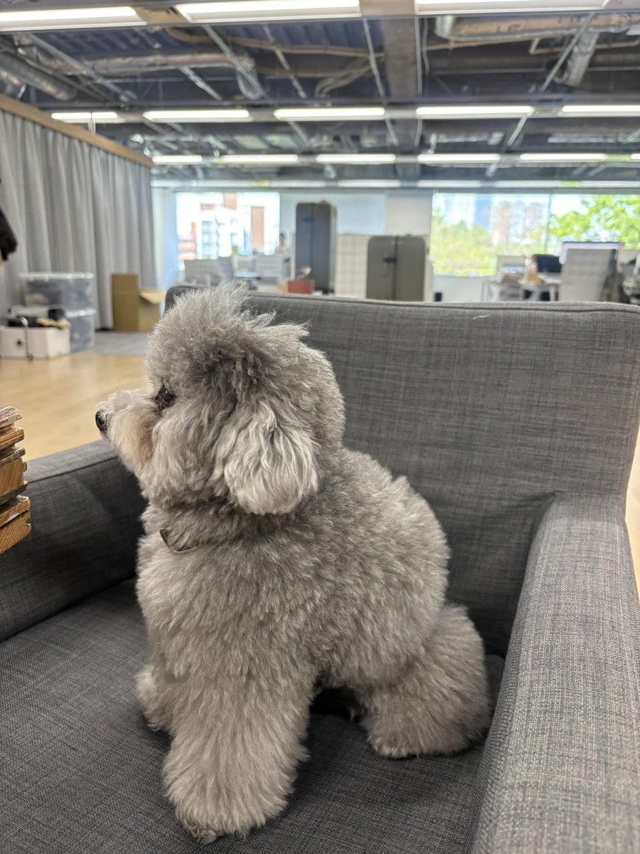 社員犬 tweet media