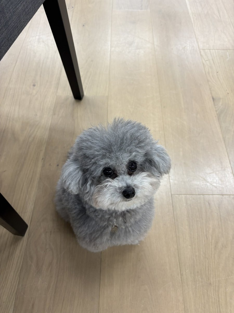 社員犬 tweet media