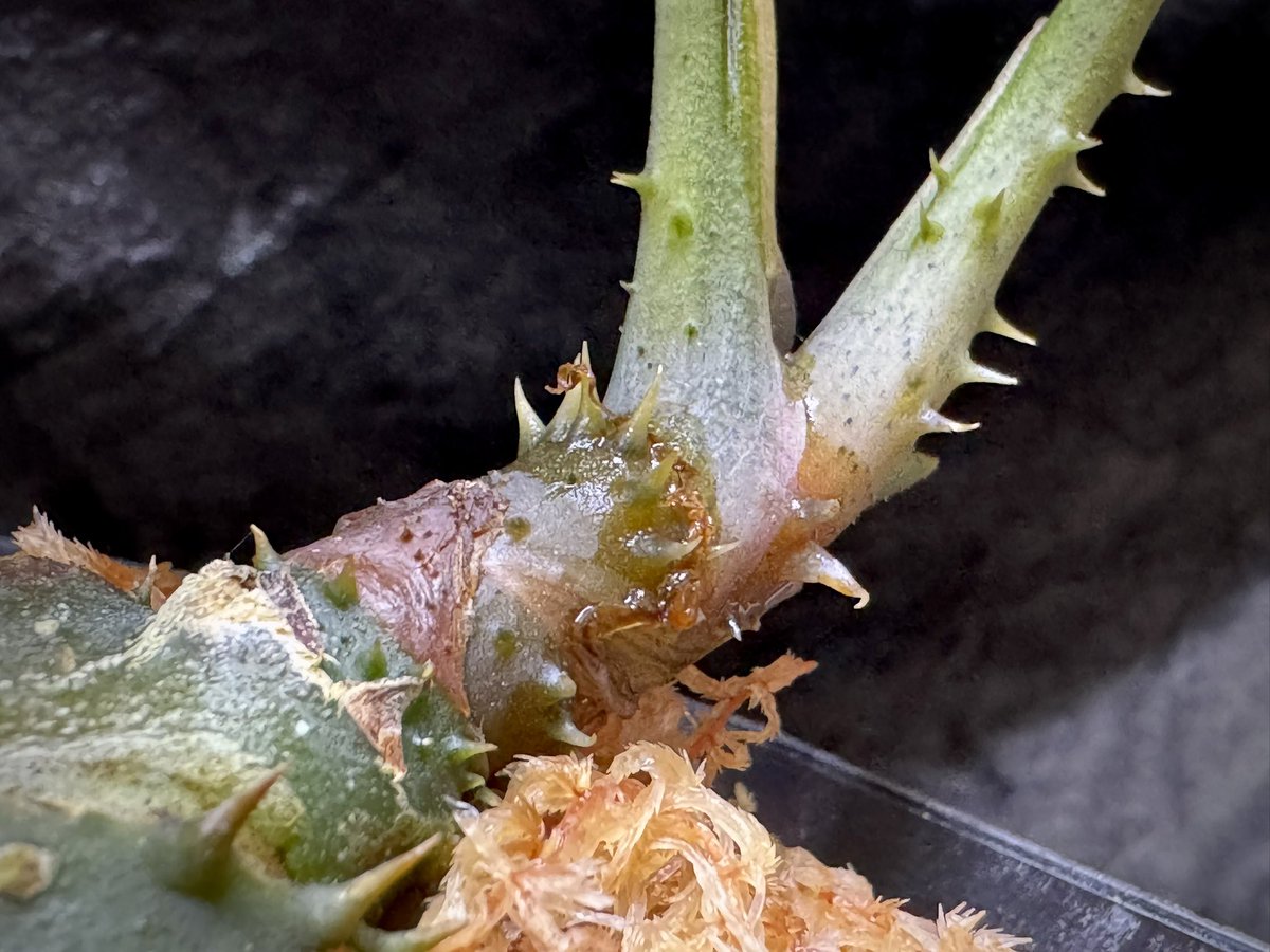 モレ吾郎@M.R.G.R since2020 tweet media