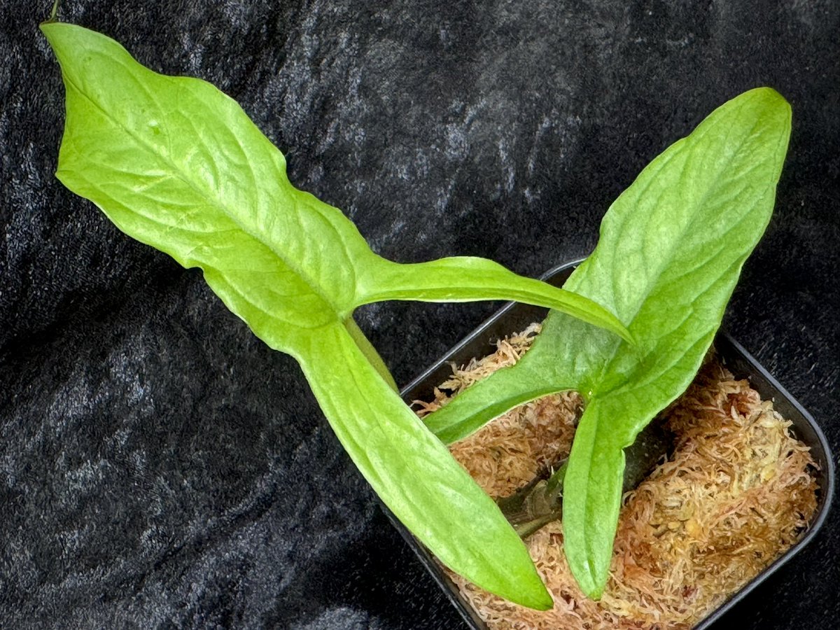 モレ吾郎@M.R.G.R since2020 tweet media