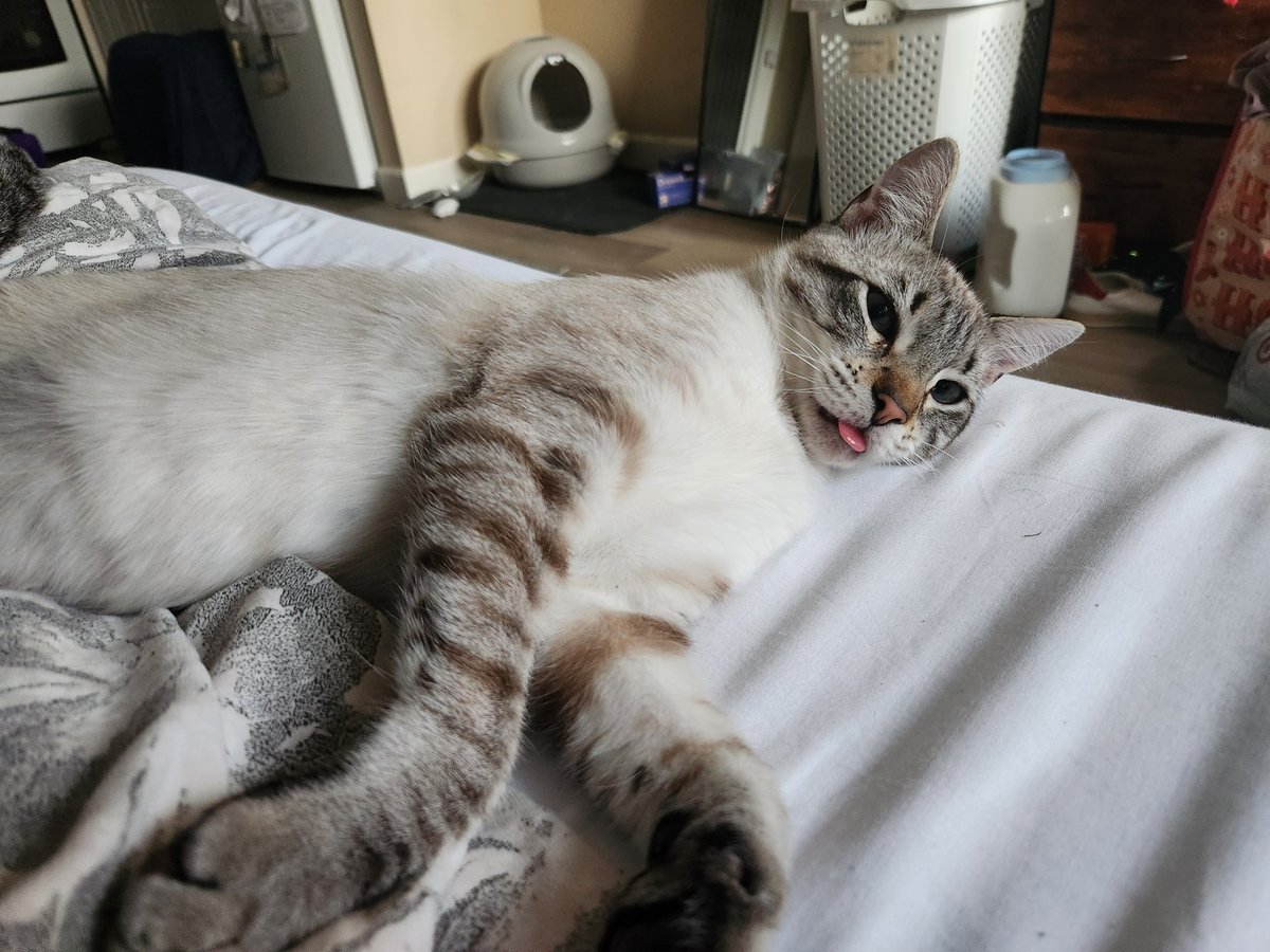 lentil & bowser 🩶 walter & bonkers 🌈 tweet media