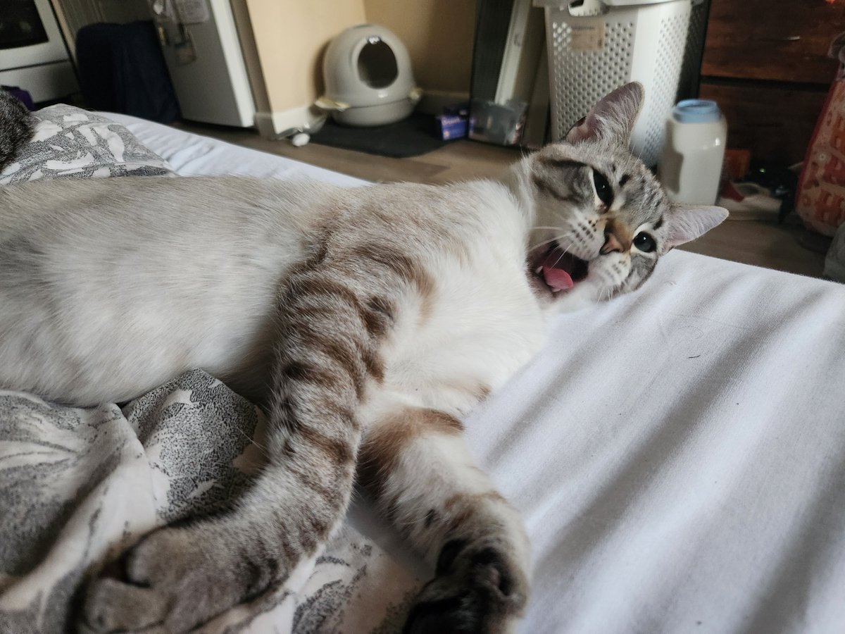 lentil & bowser 🩶 walter & bonkers 🌈 tweet media