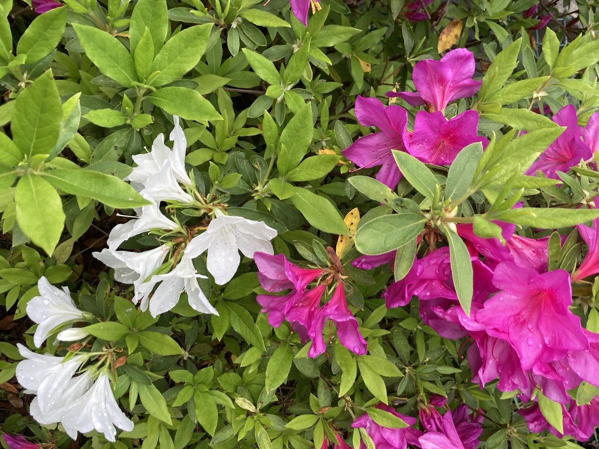 萬衛門 tweet media