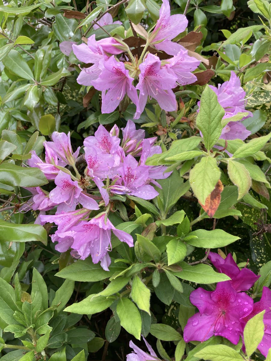 萬衛門 tweet media