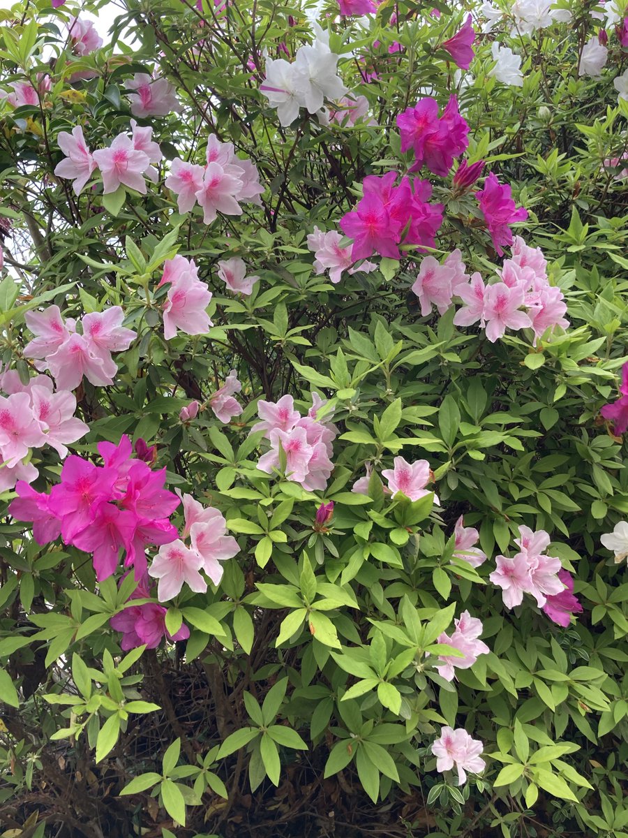 萬衛門 tweet media