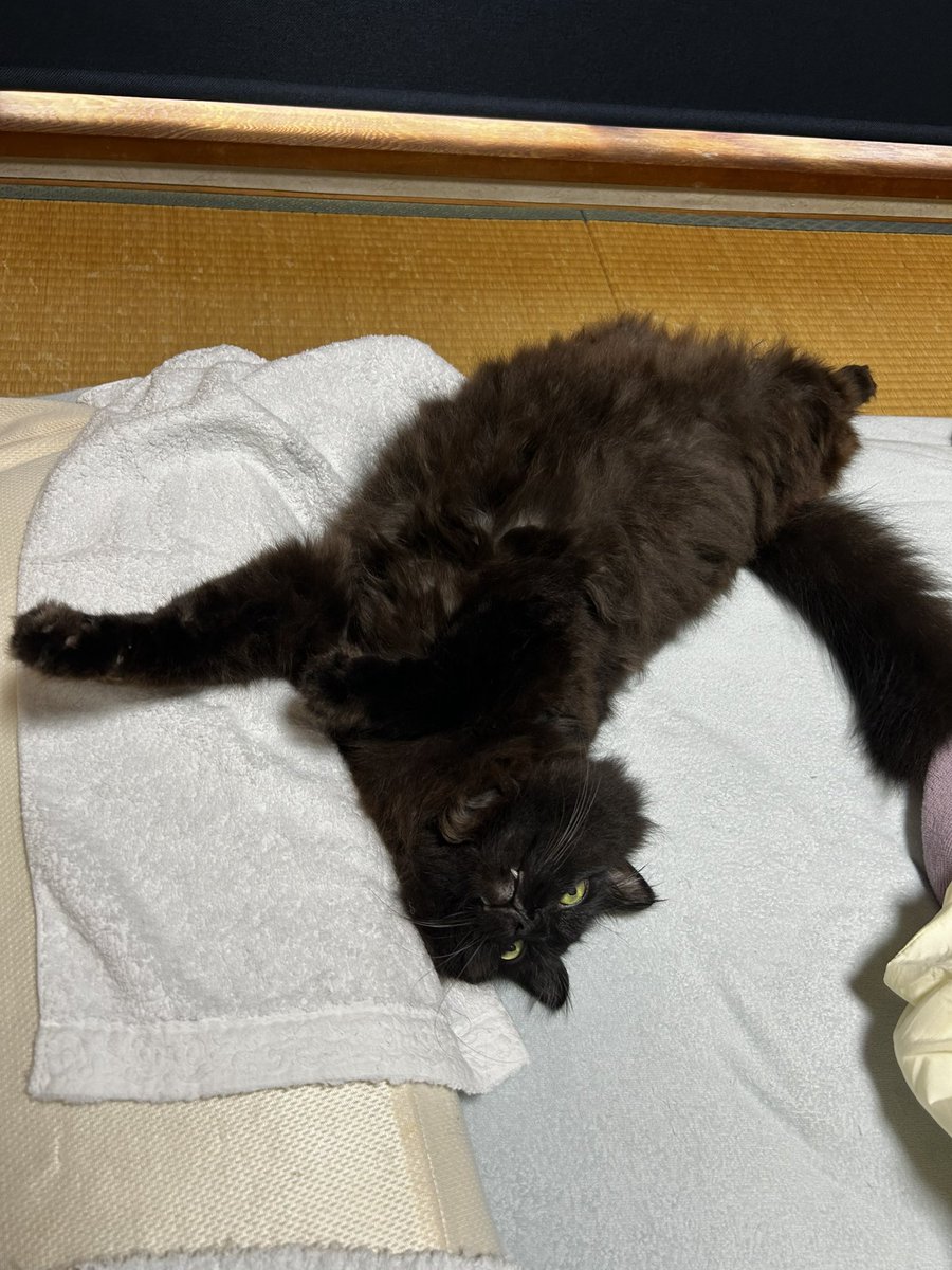 Pinoko@49yo tweet media