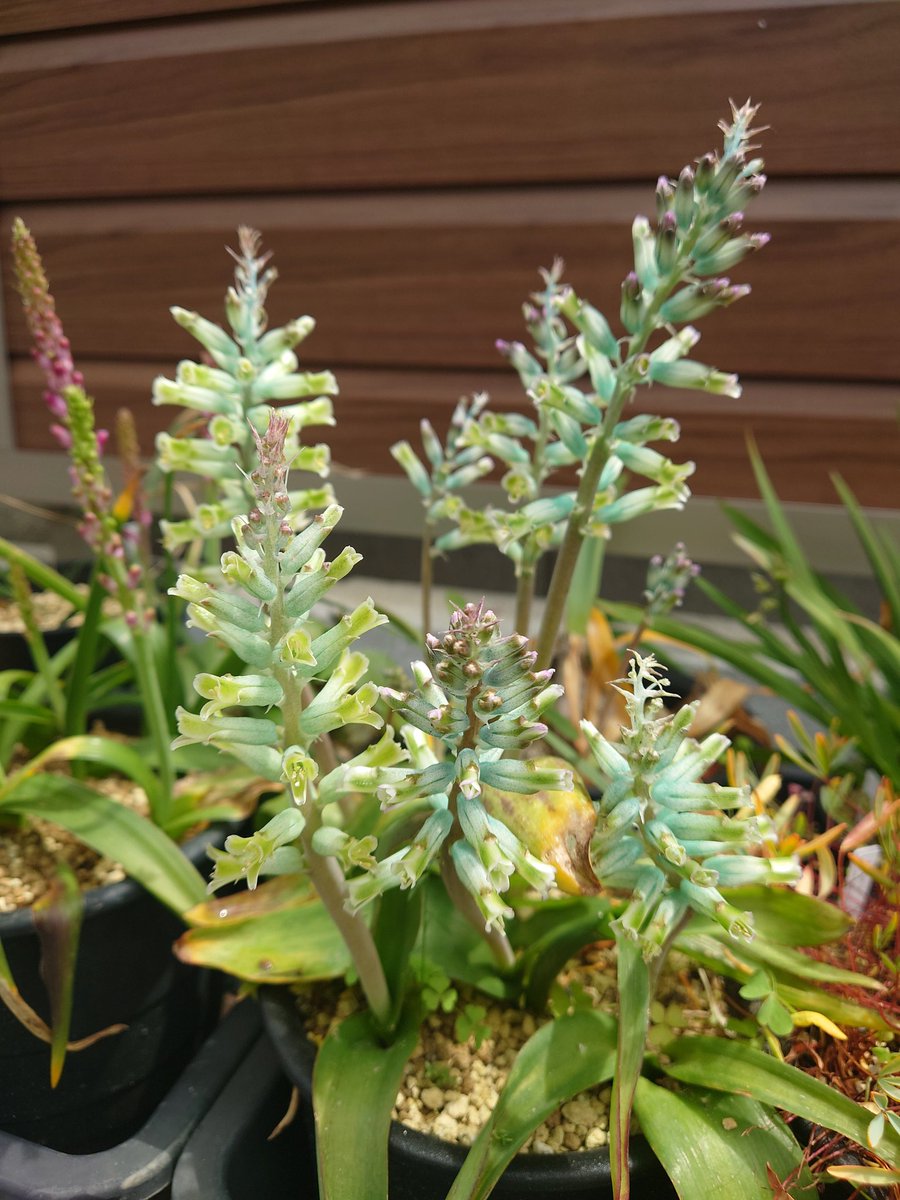 そりむらようじ／ゲチ子（冬コミ新刊電子版発売中）🐈🌼🎷 tweet media