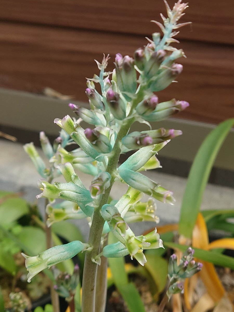 そりむらようじ／ゲチ子（冬コミ新刊電子版発売中）🐈🌼🎷 tweet media