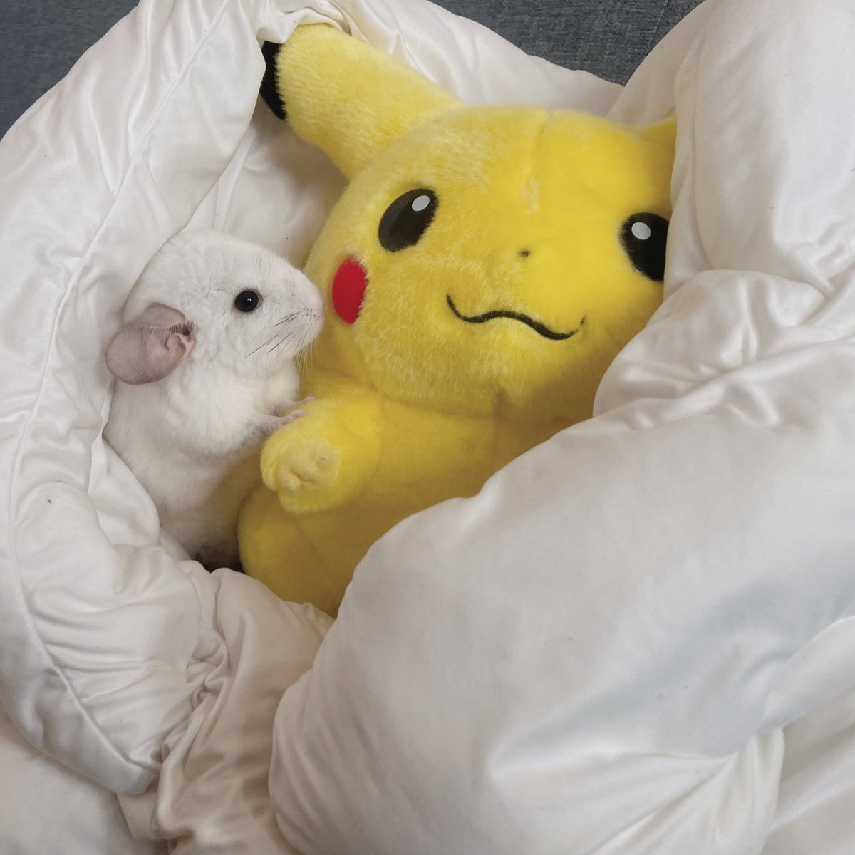 チンチラすき tweet media