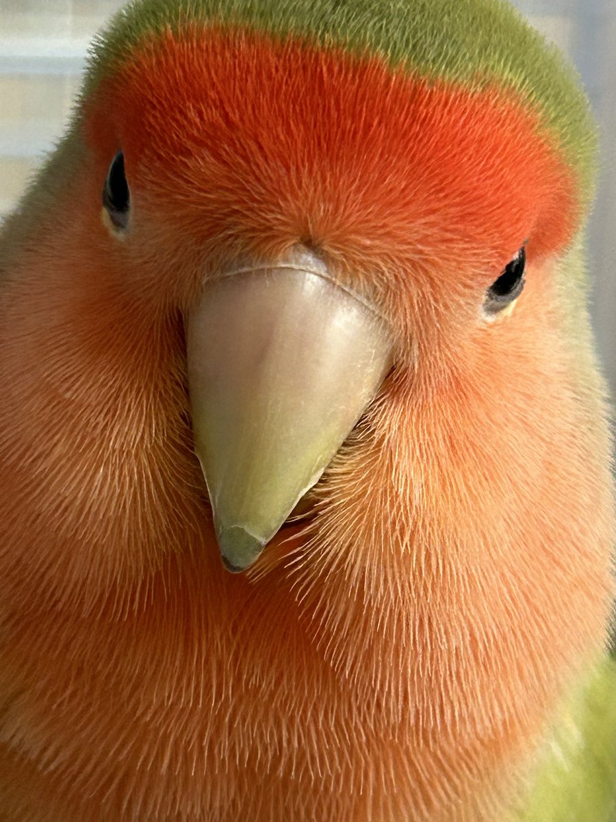 チャコママ^( 'Θ' )^ tweet media